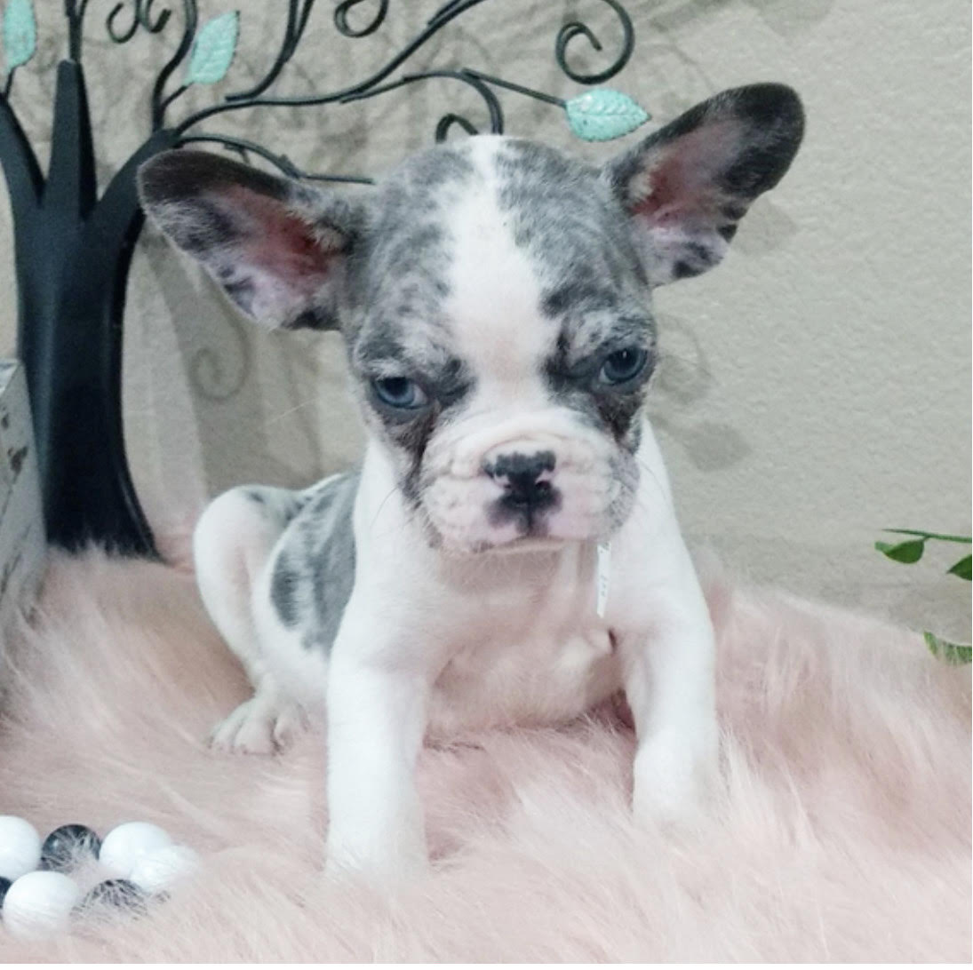 comprar cachorros sanos, baratos y asequibles para la venta